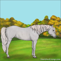 Horse Color:Watercolor Silver Blue Roan 
