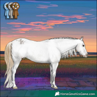 Horse Color:Smoky Grullo Appaloosa 