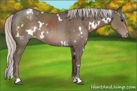 Horse Color:White Spotted Silver Black Appaloosa 