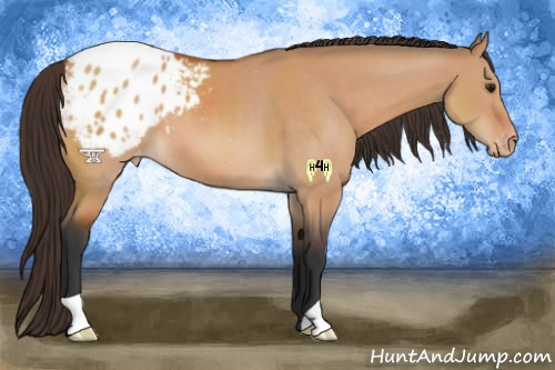 Horse Color:Brown Dun Appaloosa