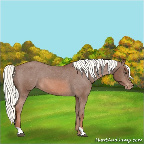Horse Color:Chestnut Mushroom Appaloosa 