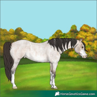 Horse Color:Bay Roan Dun Mushroom Sabino 