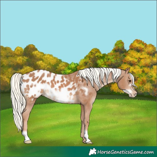 Horse Color:Chestnut Mushroom Frame Appaloosa 