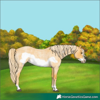 Horse Color:Palomino Roan Frame 