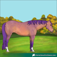 Horse Color:Watercolor Bay 
