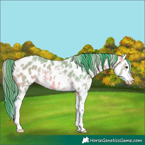 Horse Color:Watercolor Buckskin Sabino Appaloosa 