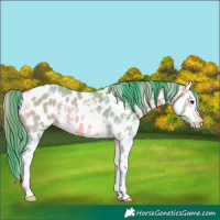 Horse Color:Watercolor Buckskin Sabino Leopard 