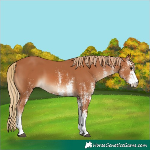 Horse Color:White Spotted Chestnut 