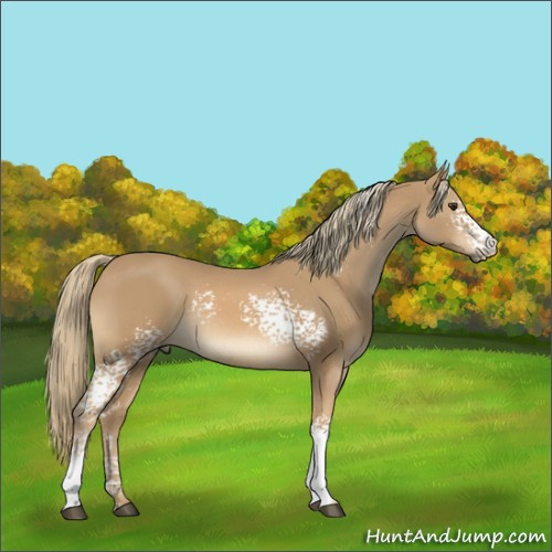 Horse Color:White Spotted Chestnut Mushroom Rabicano 