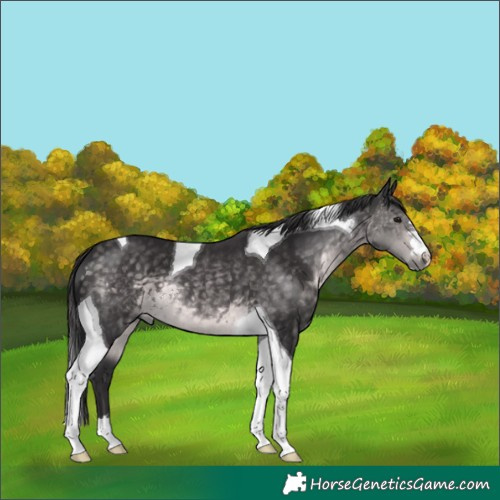 Horse Color:Platinum Buckskin Tobiano 