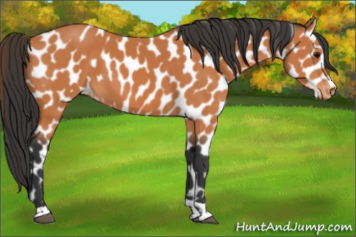 Horse Color:Bay Tobiano Appaloosa 