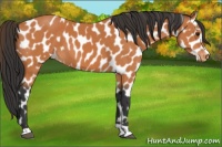 Horse Color:Bay Tobiano Appaloosa 