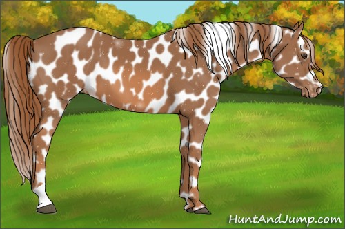 Horse Color:Chestnut Tobiano Appaloosa 