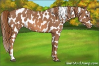 Horse Color:Chestnut Tobiano Appaloosa 