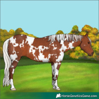 Horse Color:White Spotted Chocolate Silver Bay 