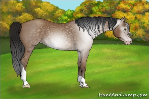 Horse Color:Gray Amber Champagne Tobiano 