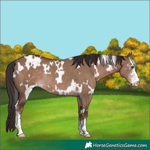 Horse Color:White Spotted Liver Red Dun Sabino Rabicano 
