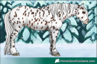 Horse Color:Silver Brown Mushroom Appaloosa 