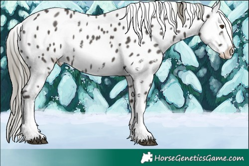Horse Color:Liver Chestnut Mushroom Sabino Near Leopard 