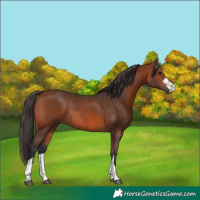 Horse Color:Bay Rabicano 