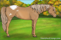 Horse Color:Chestnut Appaloosa 