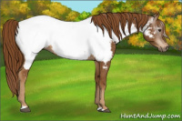 Horse Color:Gray Chestnut Appaloosa 