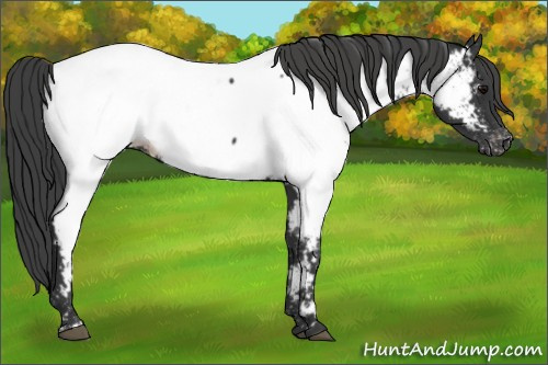 Horse Color:Black Appaloosa 