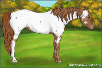 Horse Color:Chestnut Appaloosa 