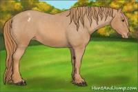 Horse Color:Chestnut Appaloosa 