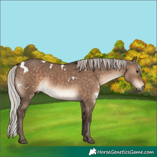Horse Color:White Spotted Silver Brown Dun Rabicano 