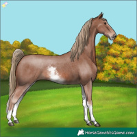 Horse Color:White Spotted Chestnut Sabino