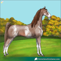 Horse Color:White Spotted Chestnut Sabino