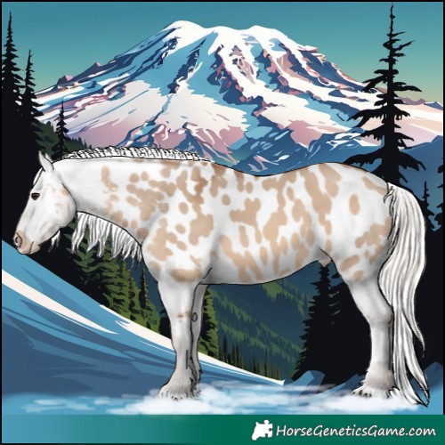 Horse Color:Silver Brown Dun Appaloosa 