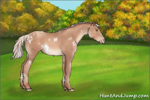 Horse Color:White Spotted Silver Classic Champagne Sabino 