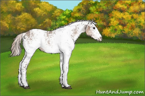 Horse Color:White Spotted Silver Brown Ice Dun 