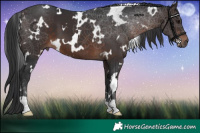 Horse Color:White Spotted Brown