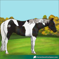 Horse Color:Midnight Silver Black Tobiano 