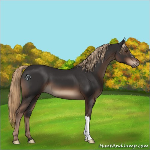 Horse Color:Liver Chestnut 