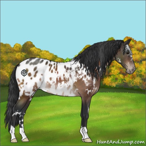 Horse Color:White Spotted Brown Appaloosa 