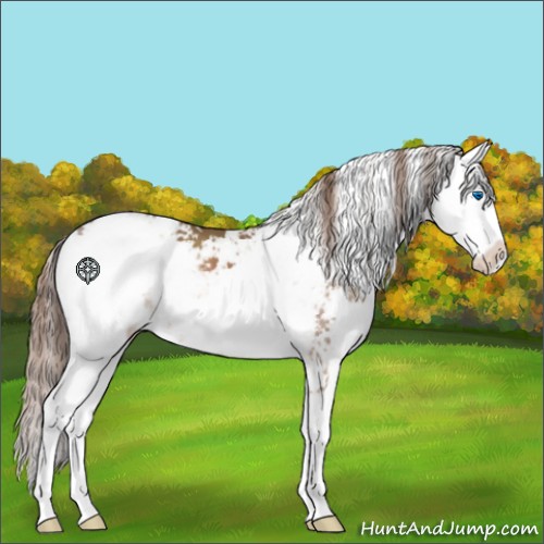 Horse Color:Liver Chestnut Sabino Splash 