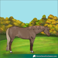 Horse Color:Liver Red Dun Rabicano 