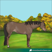Horse Color:Liver Red Dun Rabicano 