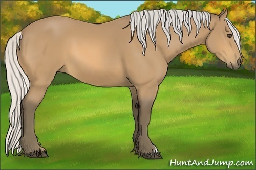 Horse Color:Silver Buckskin 