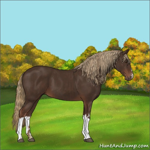 Horse Color:Liver Chestnut  and Liver Chestnut 