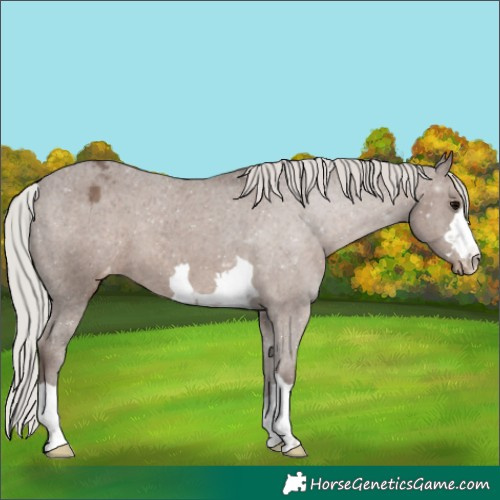 Horse Color:Silver Black Varnish