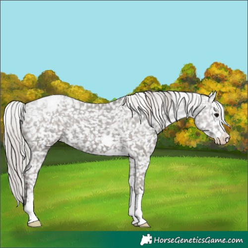 Horse Color:Silver Black Snowflake Varnish