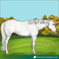 Horse Color:Silver Brown Dun Sabino Varnish 