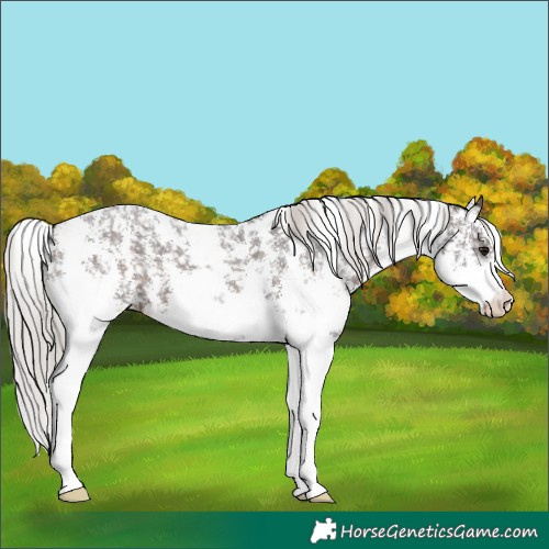 Horse Color:Silver Brown Sabino Appaloosa 
