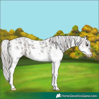 Horse Color:Silver Brown Sabino Appaloosa