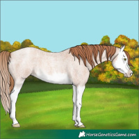 Horse Color:Gold Champagne Roan Splash 